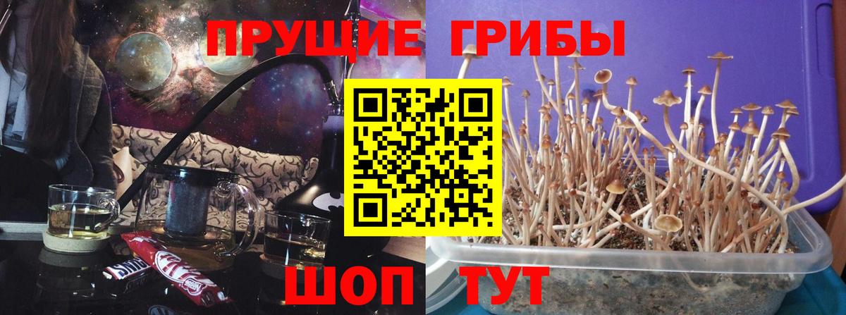 Галлюциногенные грибы прущие грибы Липецк